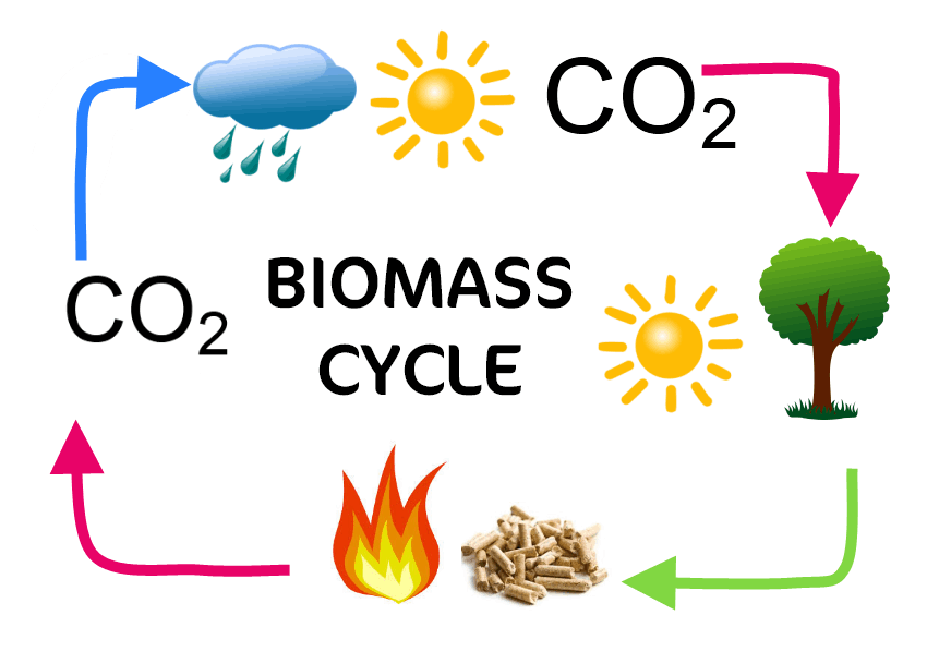 biomass cycle